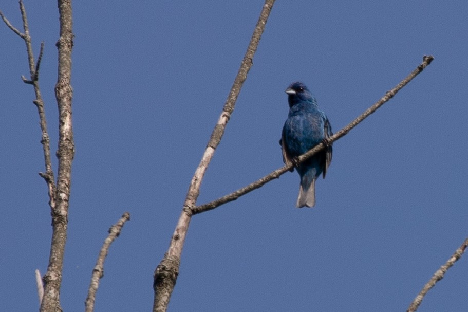 Indigo Bunting - ML639761174