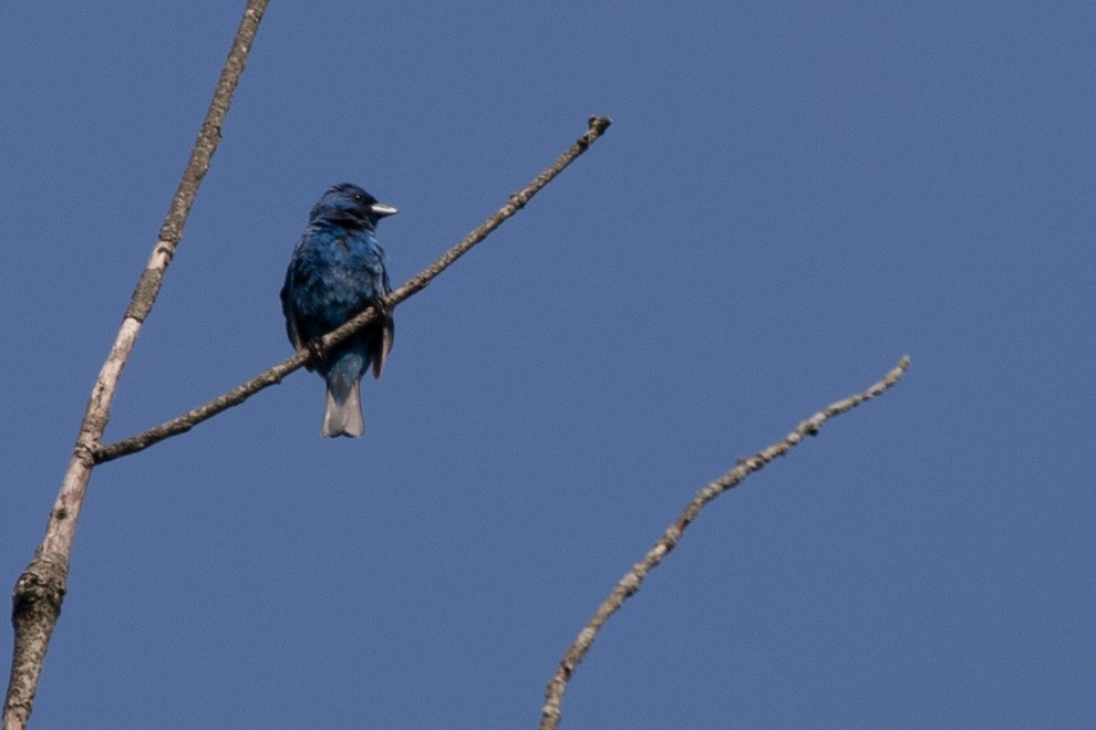 Indigo Bunting - ML639761175