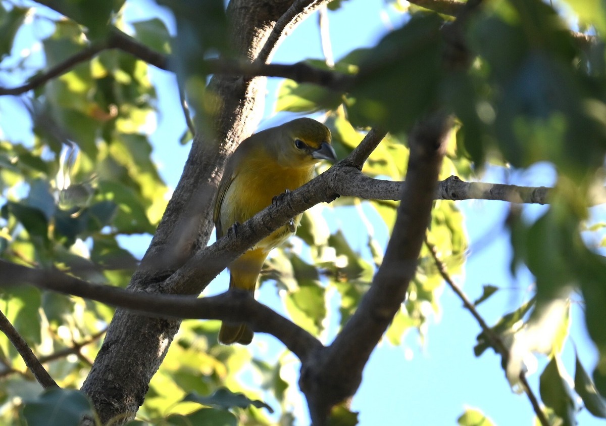 Hepatic Tanager - ML639761196