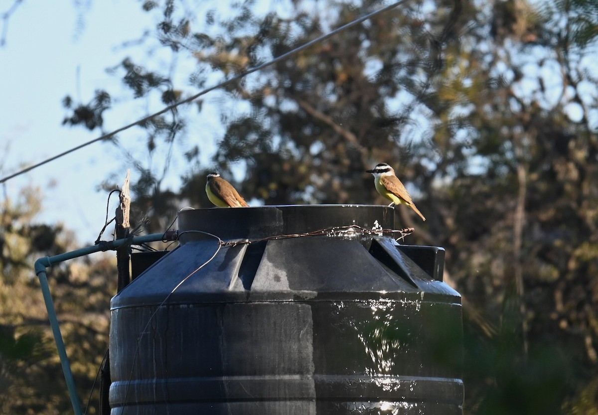 Great Kiskadee - ML639761222