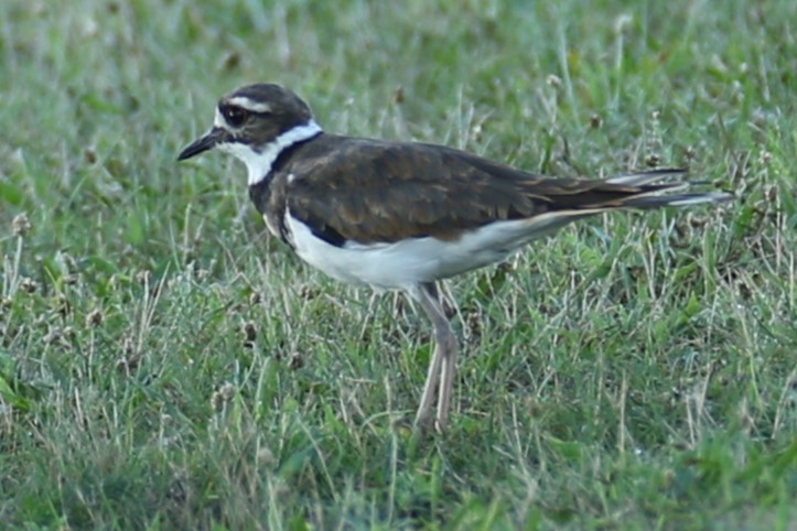 kulík rezavoocasý - ML639761223
