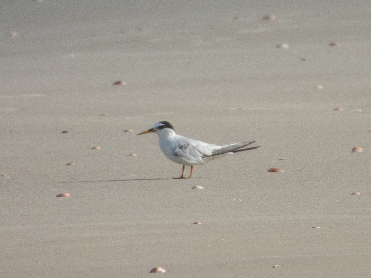 Little Tern - ML639761268