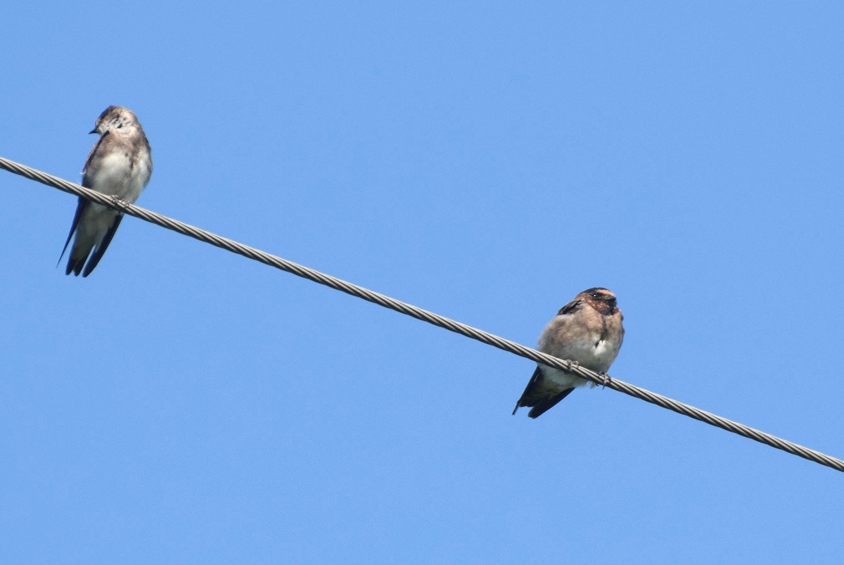 Cliff Swallow - ML639761323