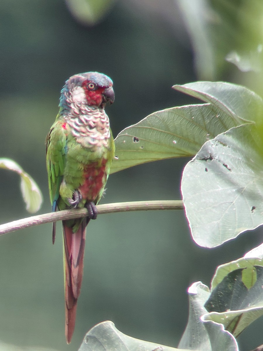 Perija Parakeet - ML639761338