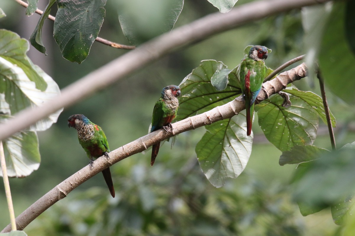 Perija Parakeet - ML639761339