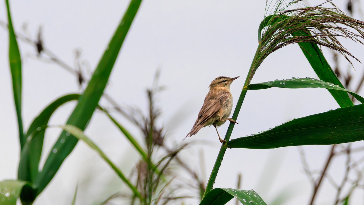 Sedge Warbler - ML639761354
