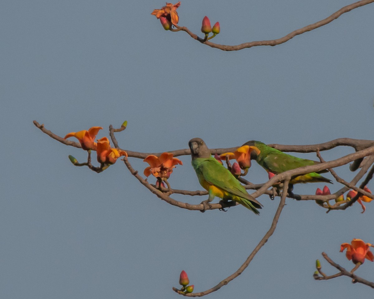 Senegal Parrot - ML639761364