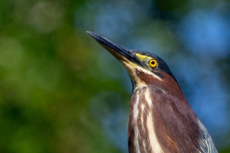 Green Heron - ML639761437