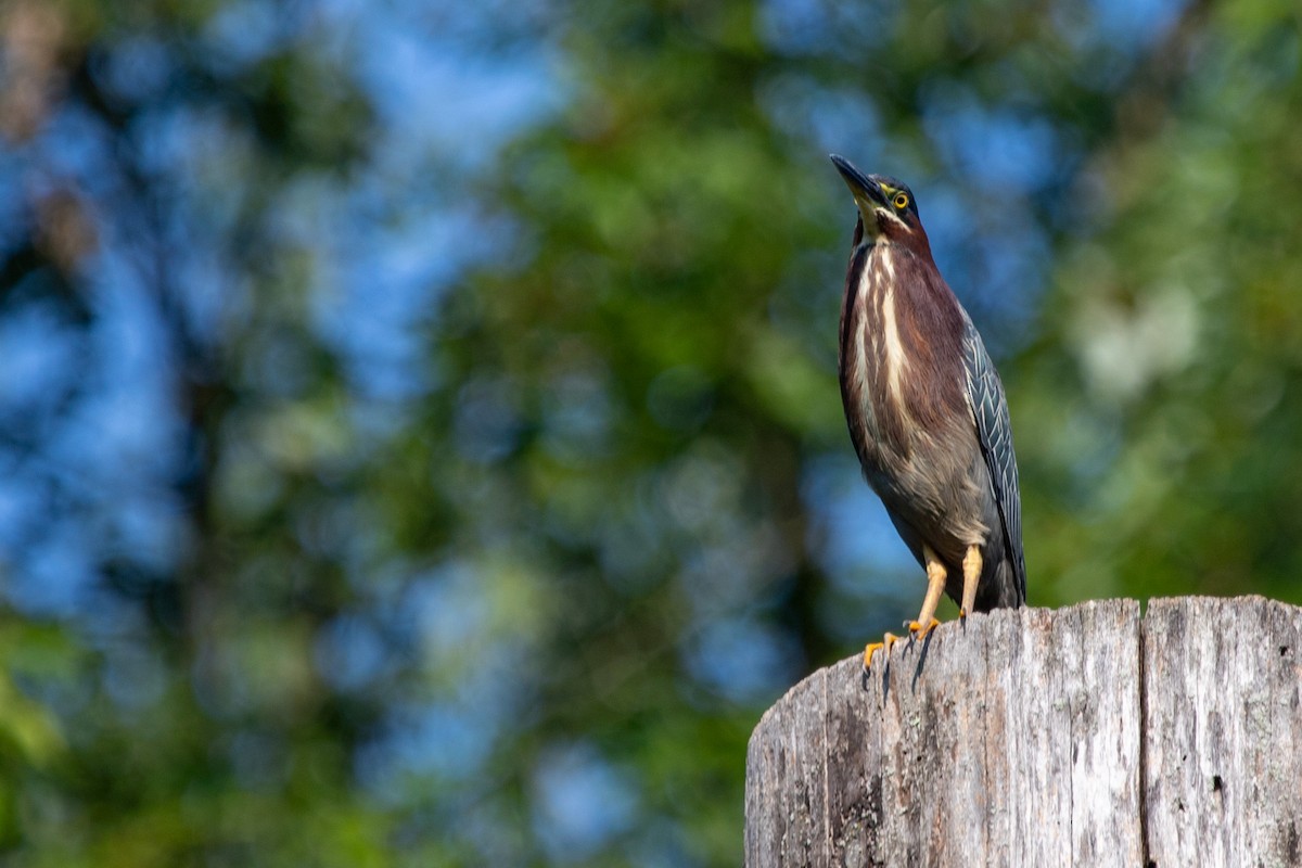 Green Heron - ML639761438