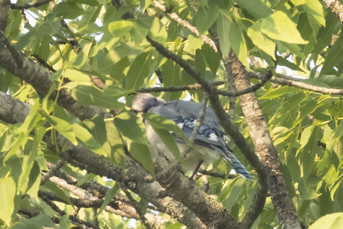 Geai bleu - ML639761557