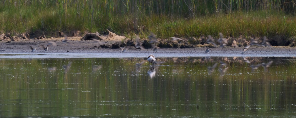 American Avocet - ML639761587
