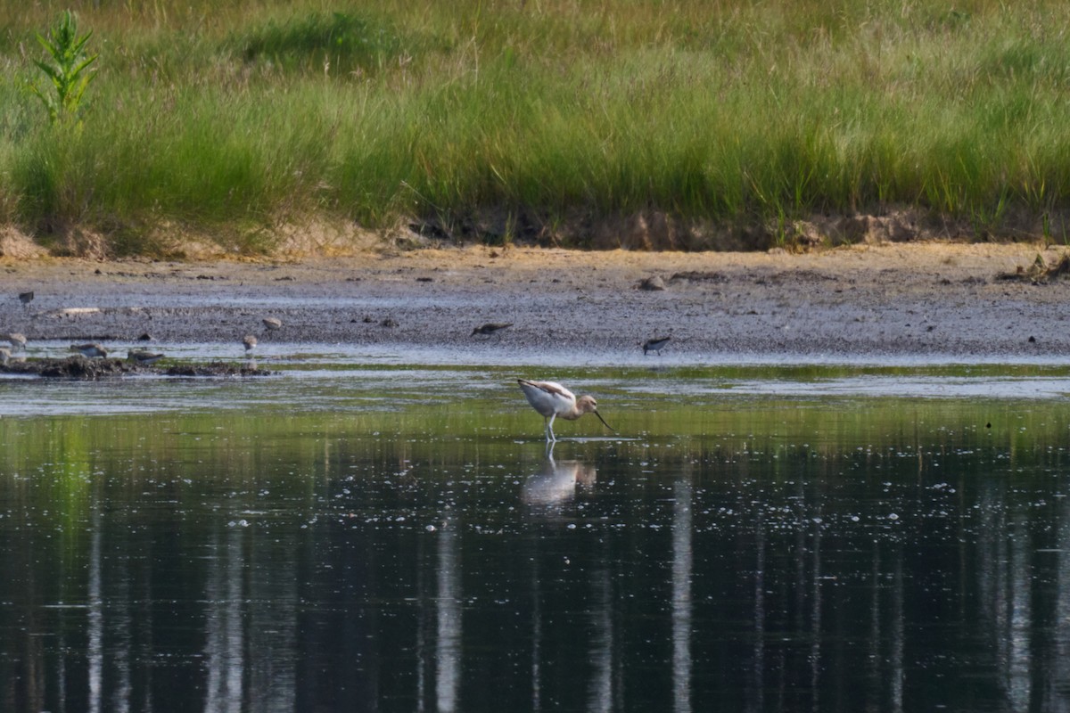 American Avocet - ML639761590