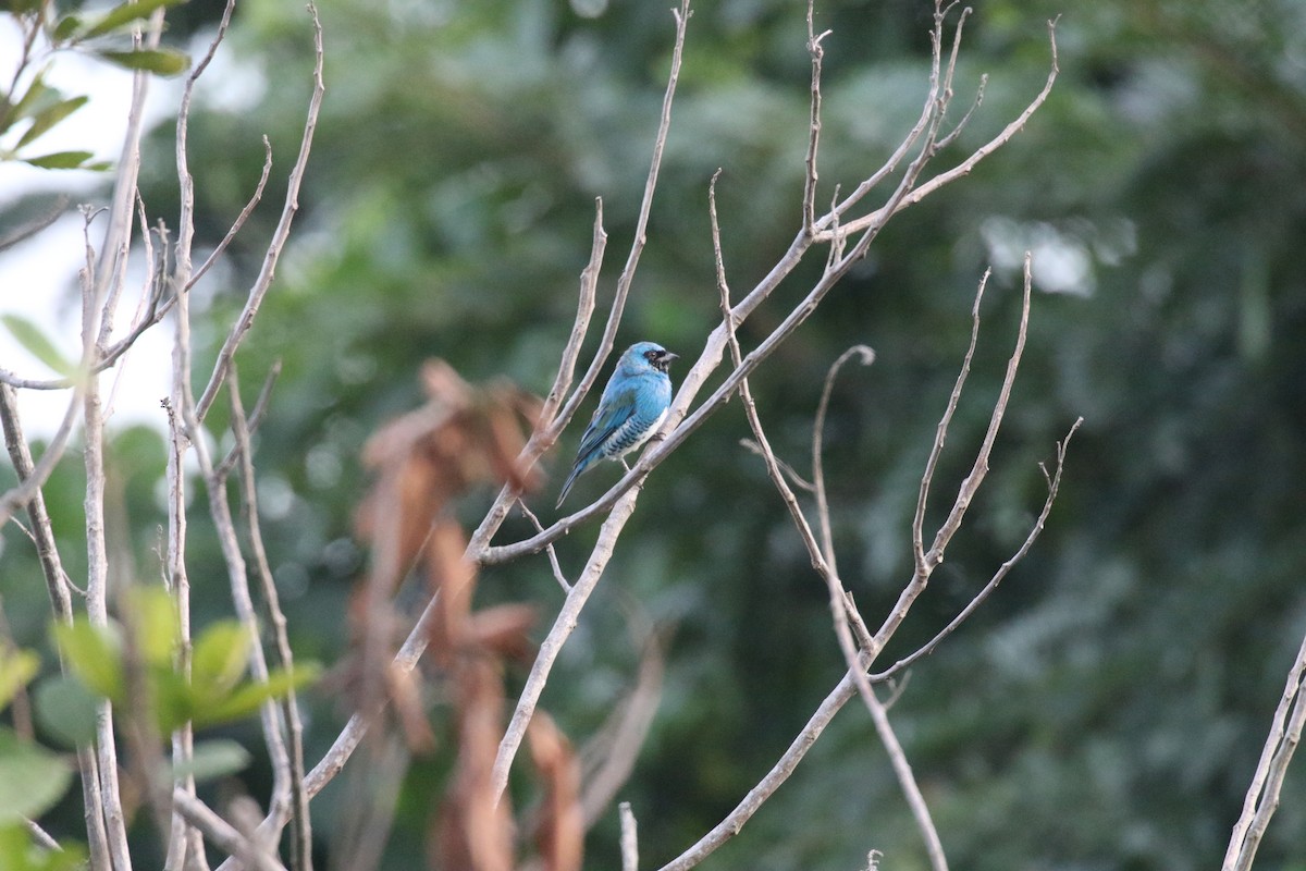 Swallow Tanager - ML639761663