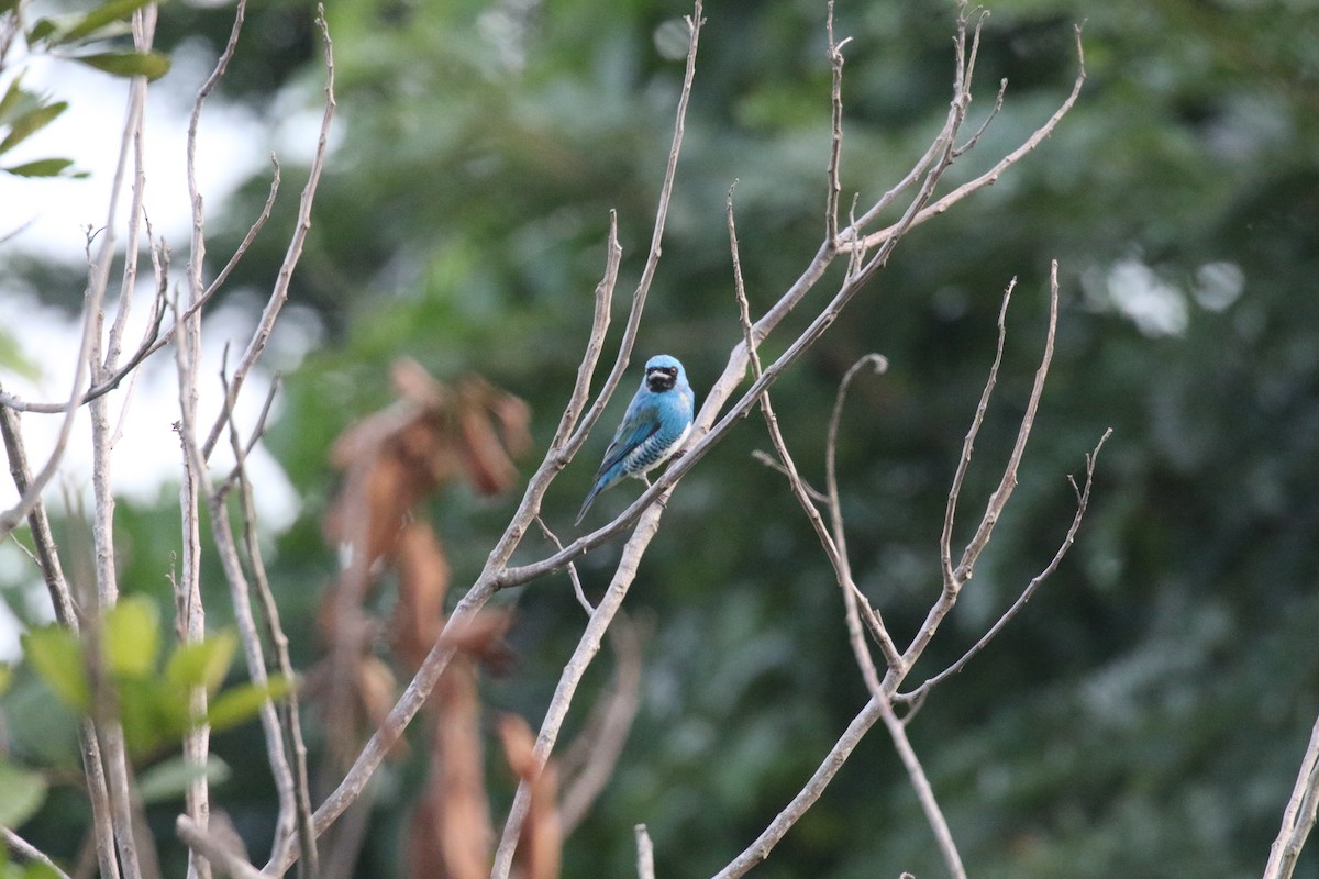 Swallow Tanager - ML639761664