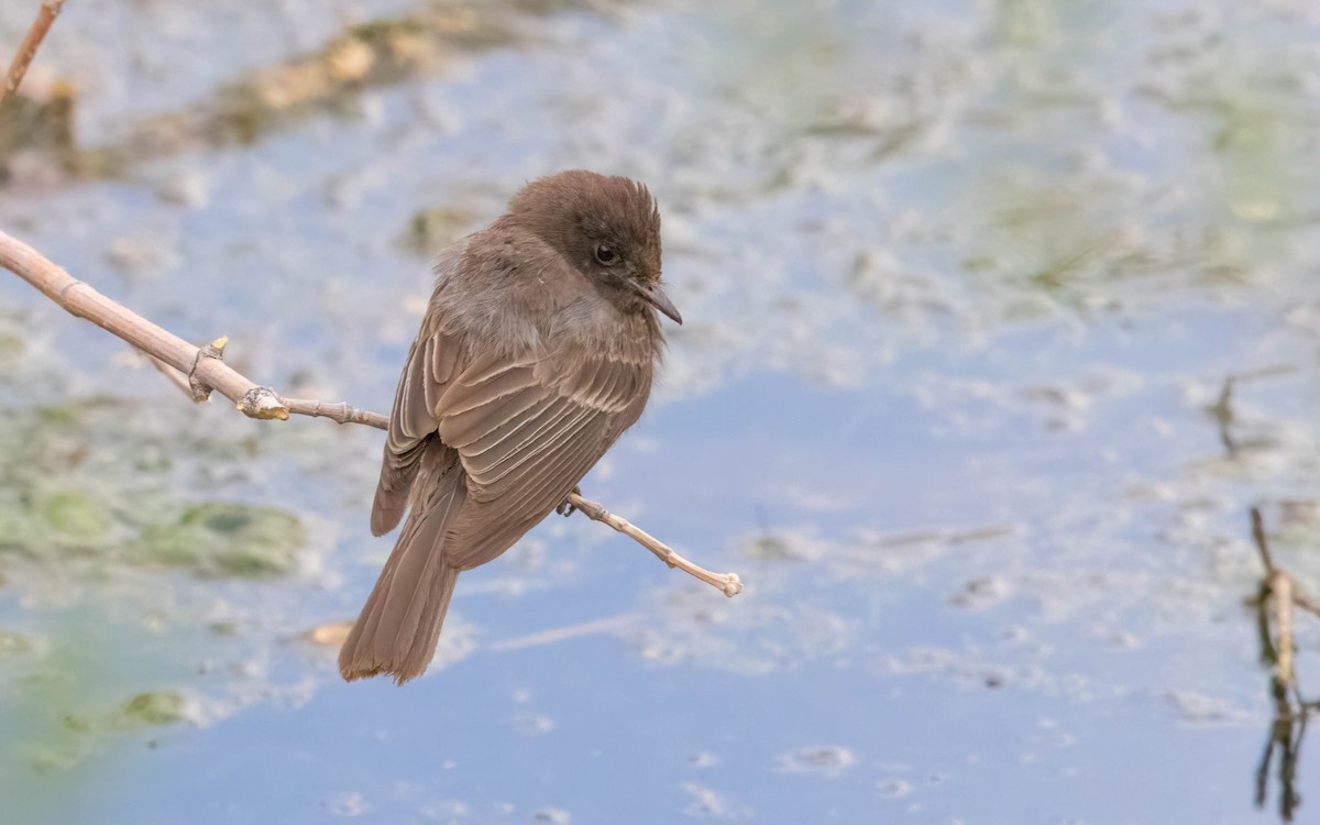 Black Phoebe - ML639761679