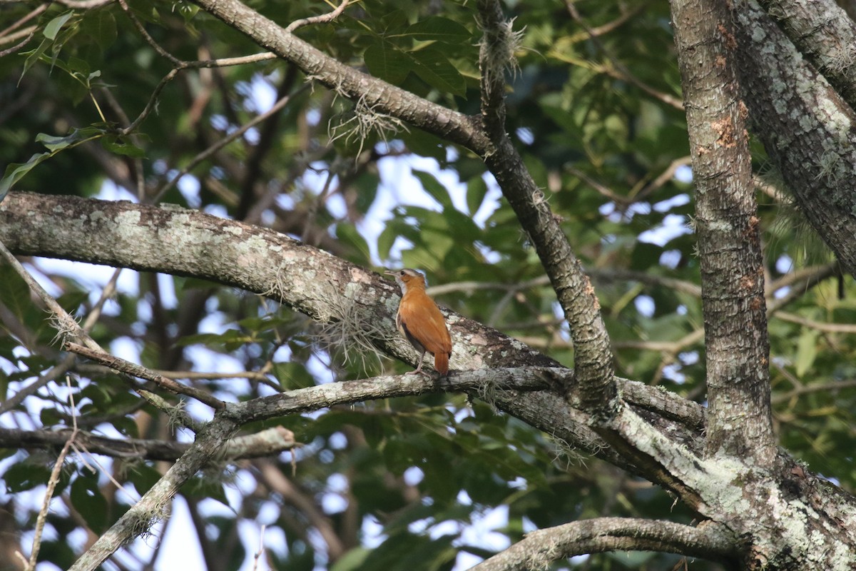 Fournier du Venezuela - ML639761695