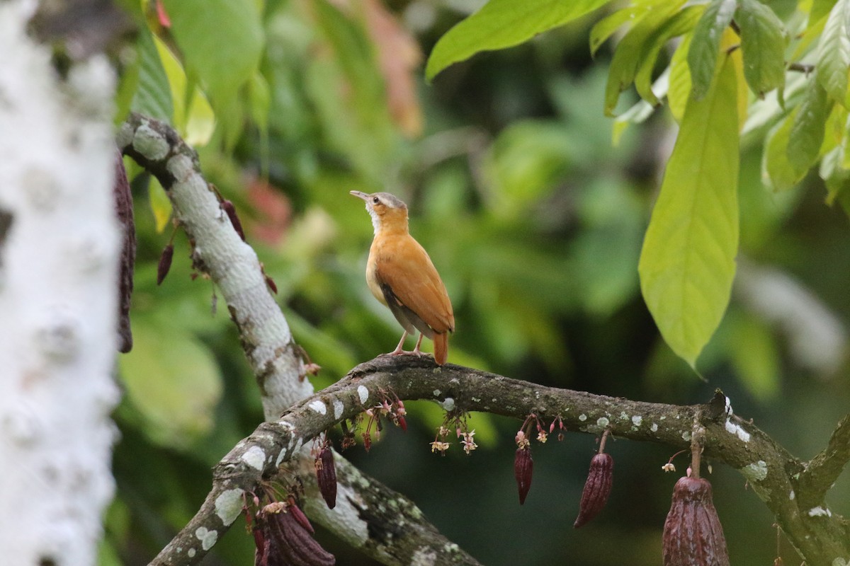 Fournier du Venezuela - ML639761696
