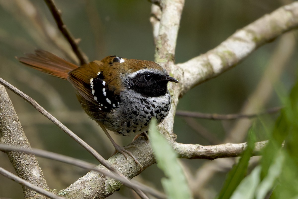Squamate Antbird - ML639761724
