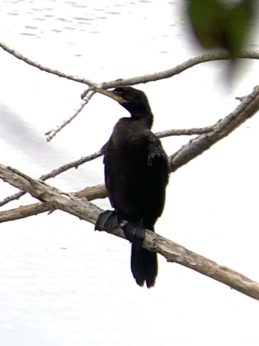 Neotropic Cormorant - ML639761762