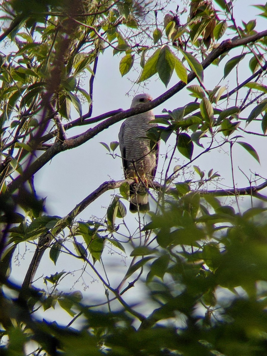Gray-lined Hawk - ML639761801