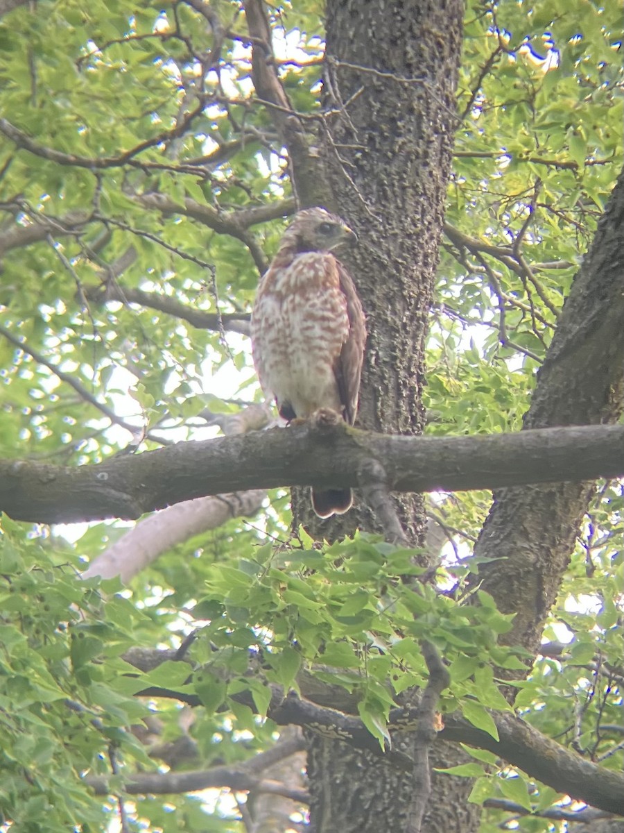 Broad-winged Hawk - ML639761845