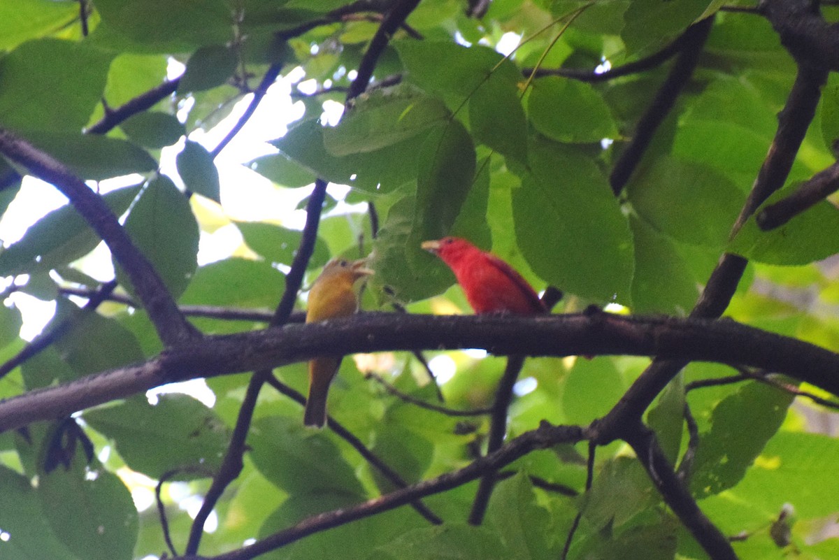 Summer Tanager - ML639761954
