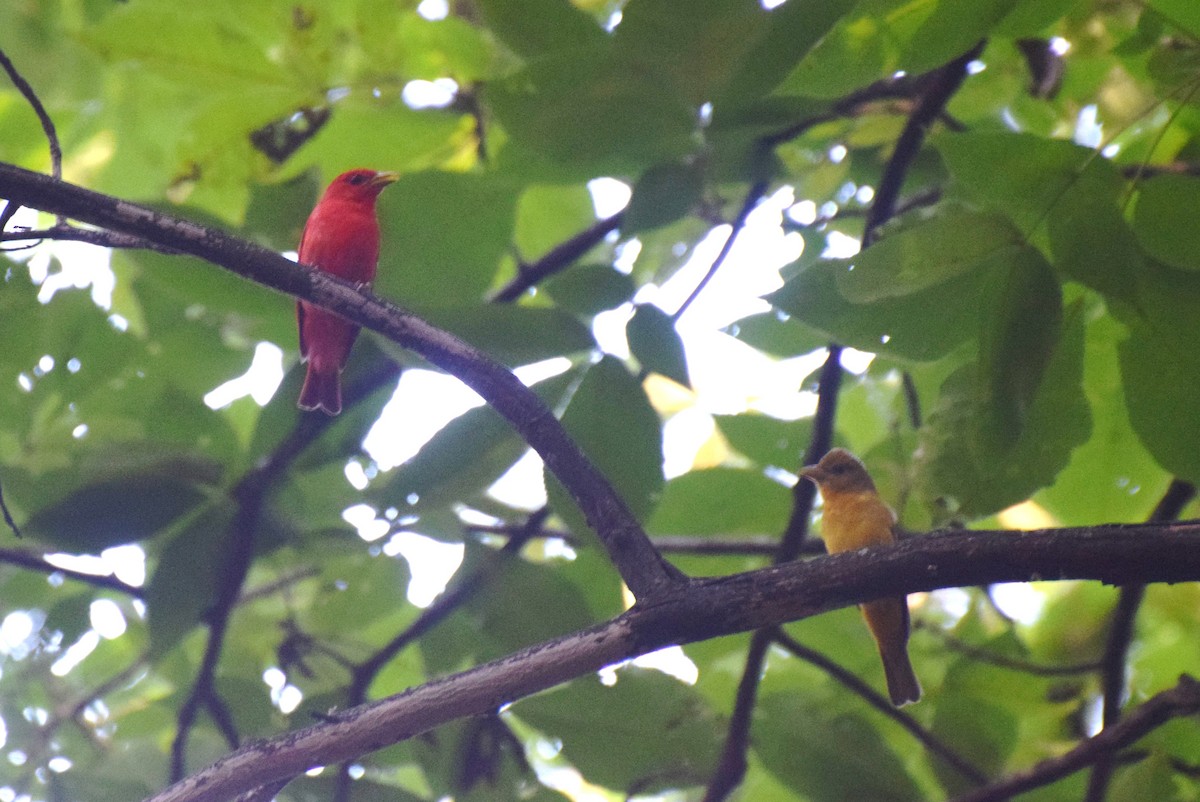 Summer Tanager - ML639761956