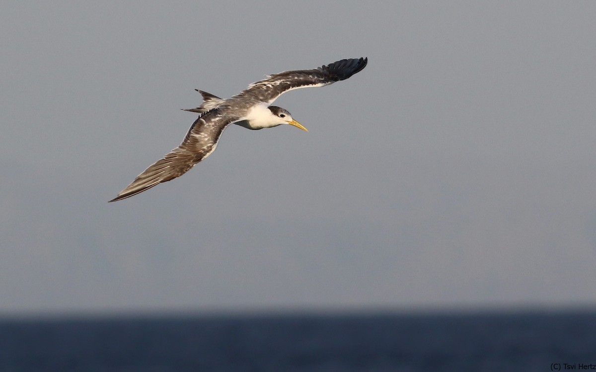 Great Crested Tern - ML639762030