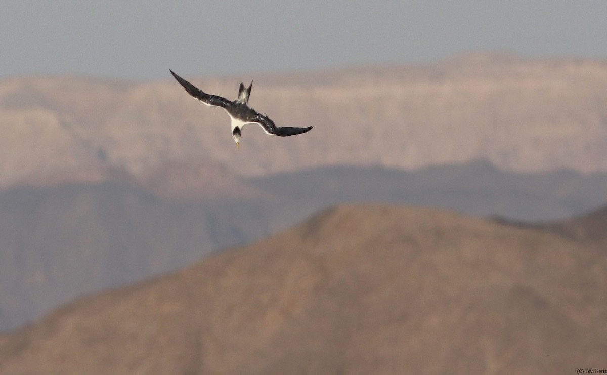 Great Crested Tern - ML639762031