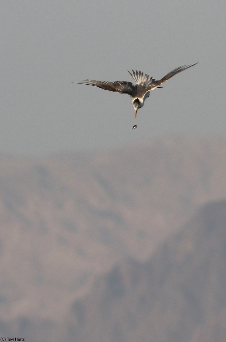 Great Crested Tern - ML639762032