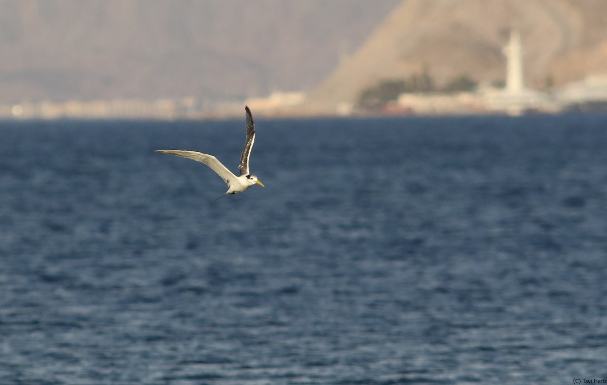 Great Crested Tern - ML639762033