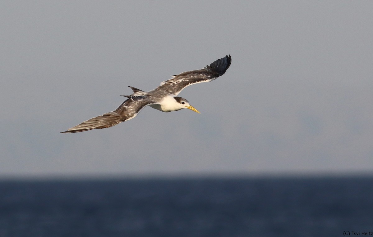 Great Crested Tern - ML639762035