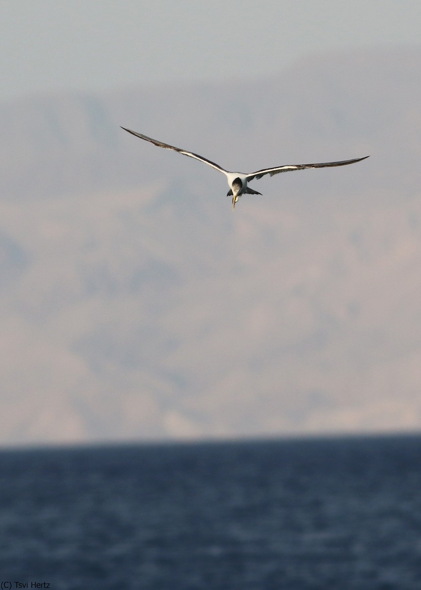 Great Crested Tern - ML639762036