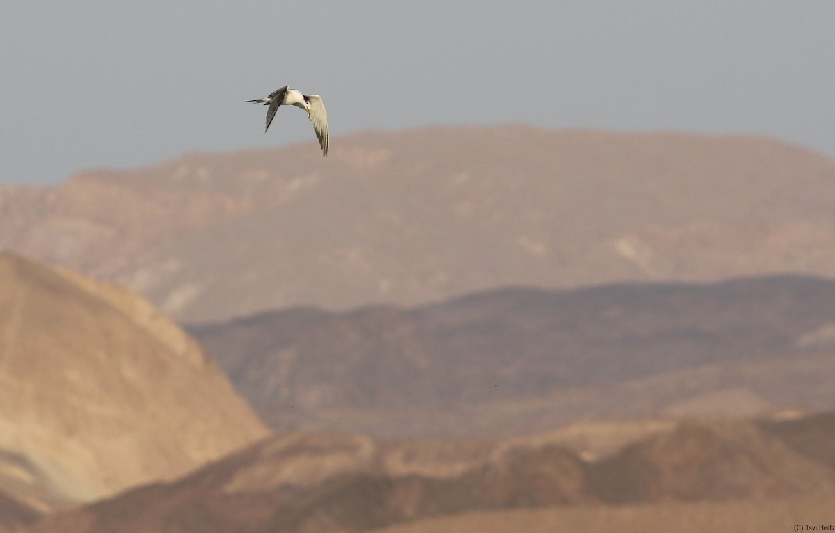 Great Crested Tern - ML639762037