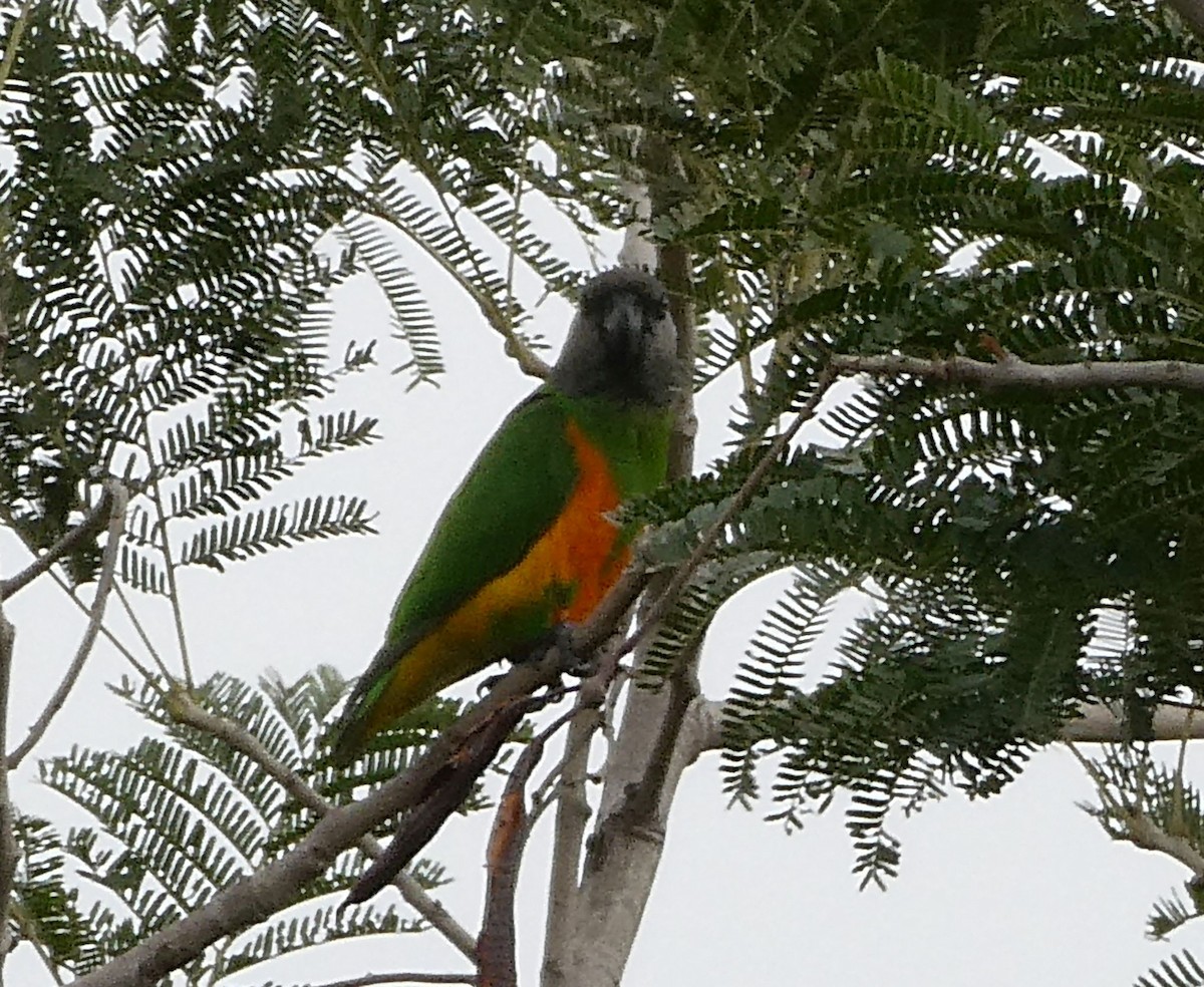 Senegal Parrot - ML639762044
