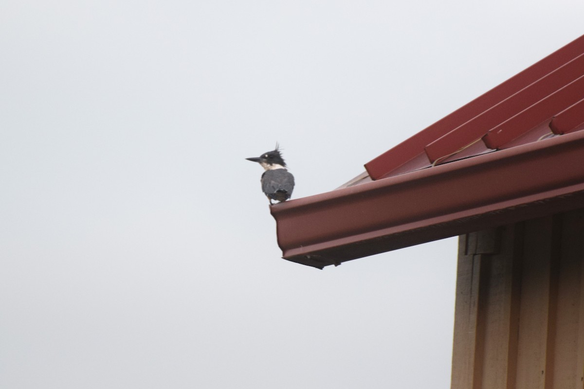 Belted Kingfisher - ML639762189