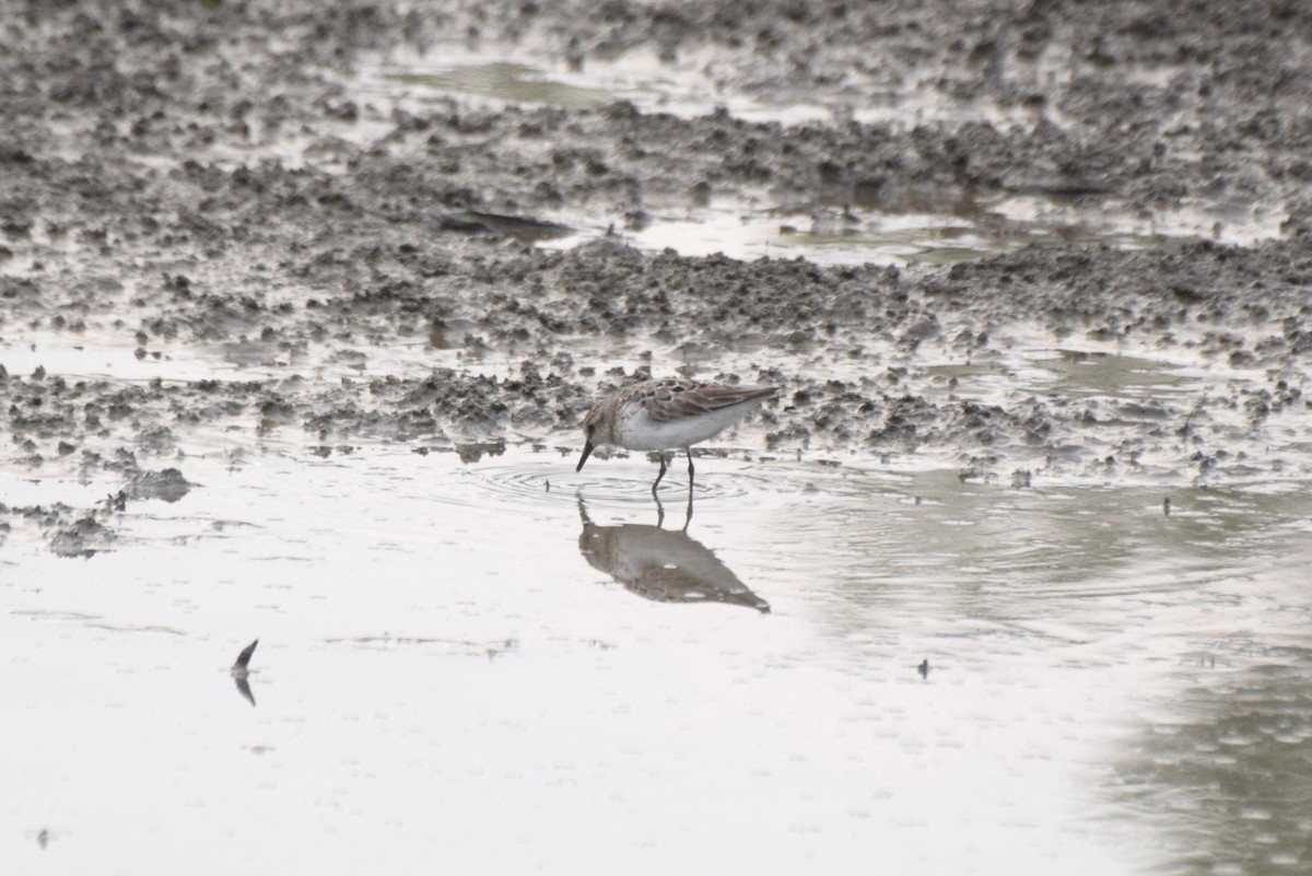 Semipalmated Sandpiper - ML639762233