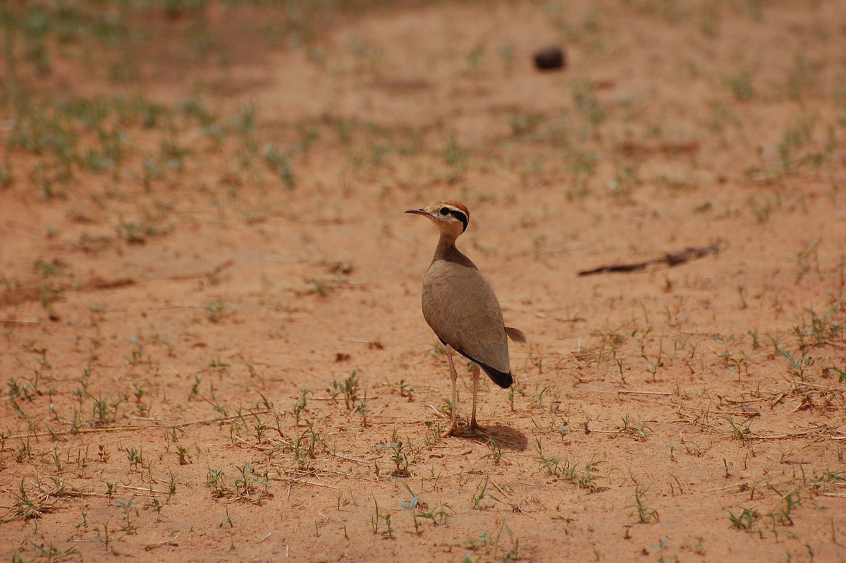 Temminck's Courser - ML639762247