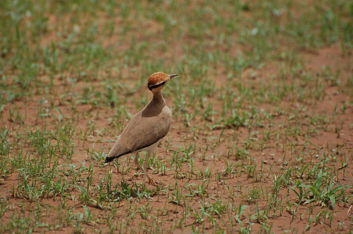 Temminck's Courser - ML639762248