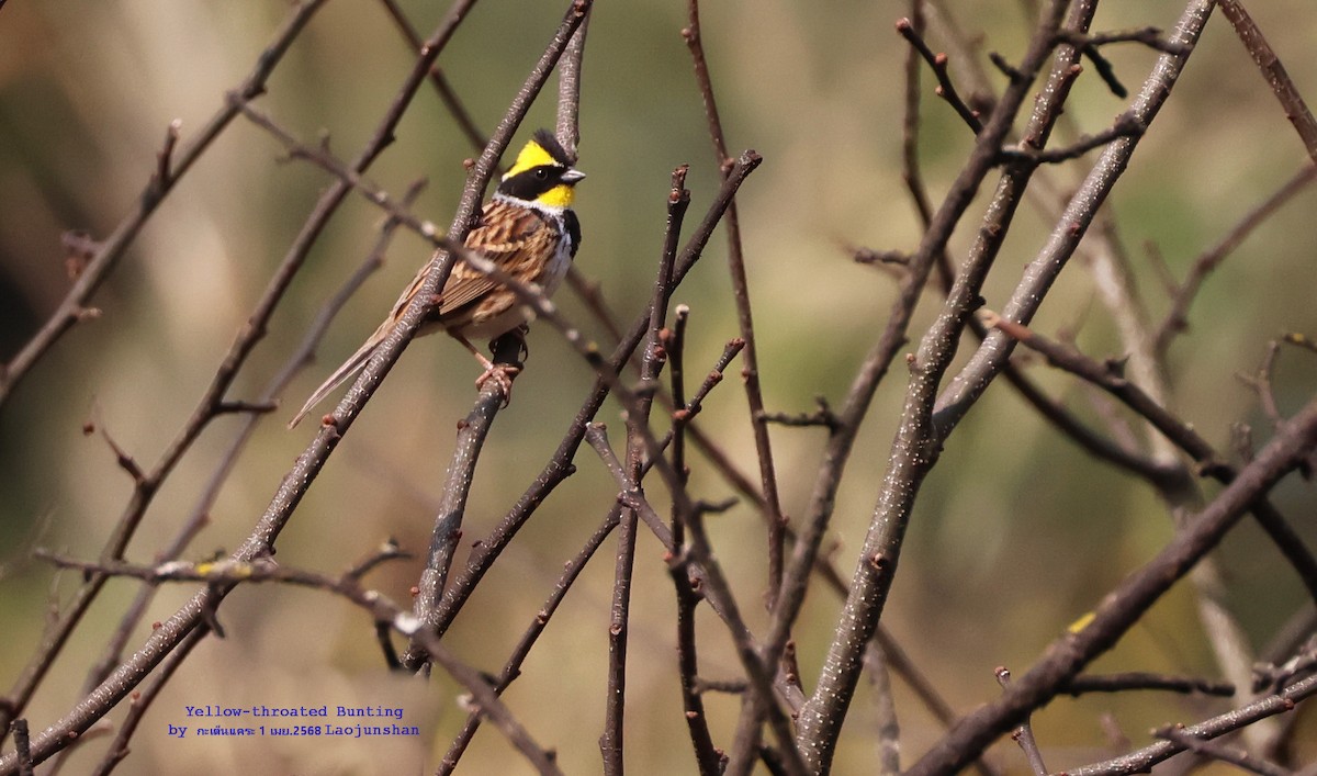 Yellow-throated Bunting - ML639762276