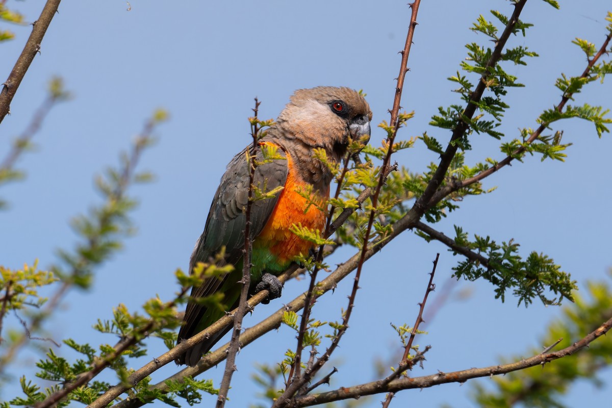 Red-bellied Parrot - ML639762319