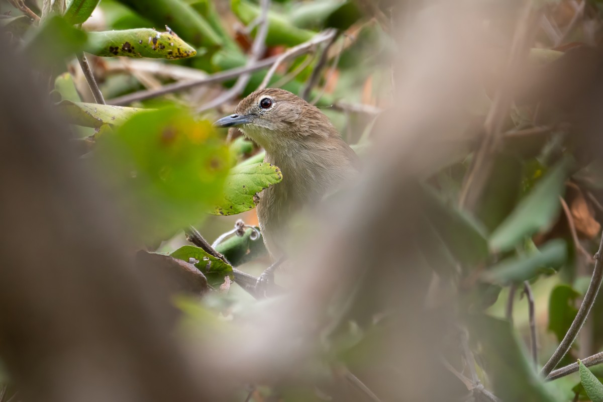 Northern Brownbul - ML639762330