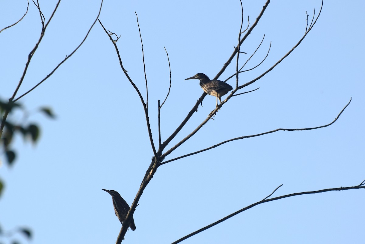 Green Heron - ML639762331