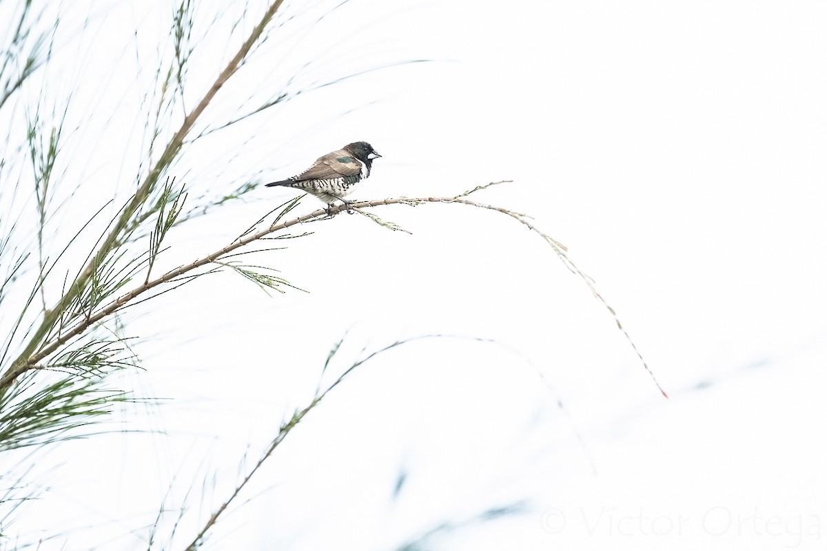 Capucin nonnette - ML639762335