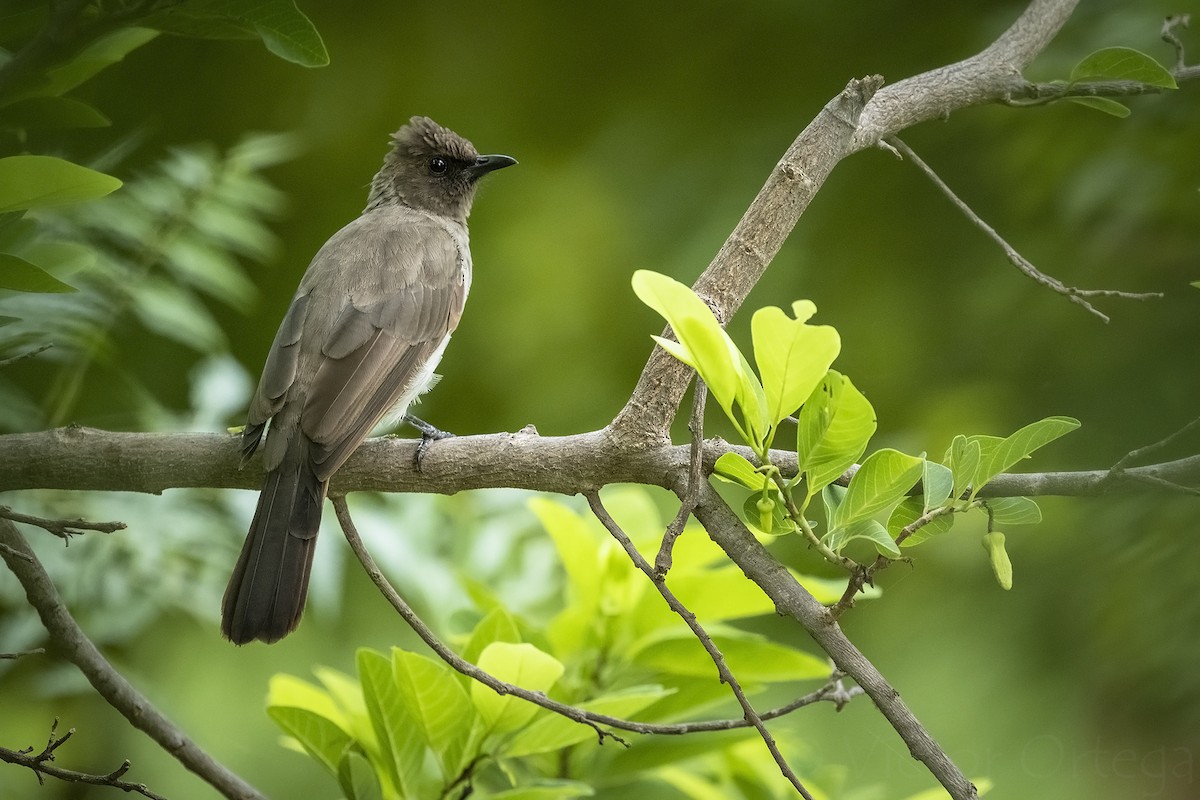 Bulbul des jardins - ML639762347