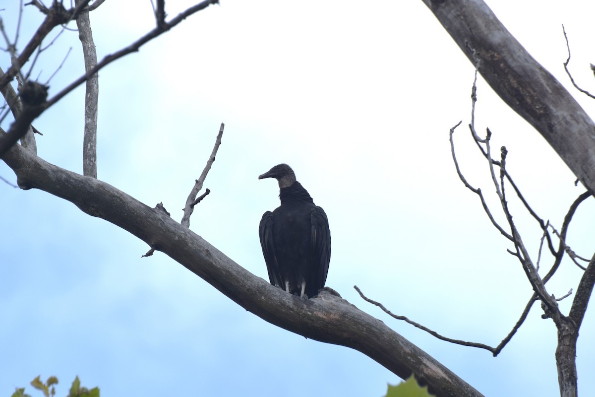 Black Vulture - ML639762357