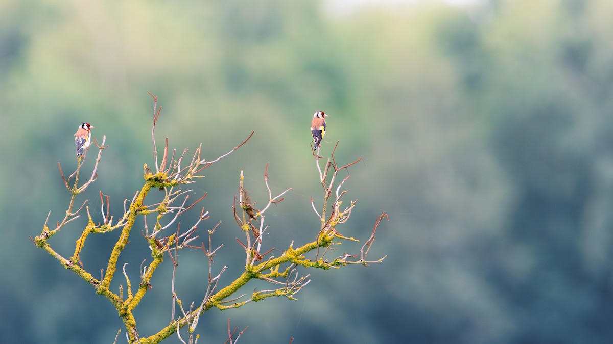 European Goldfinch - ML639762464