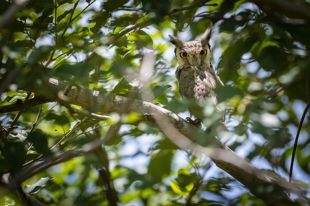 Northern White-faced Owl - ML639762471