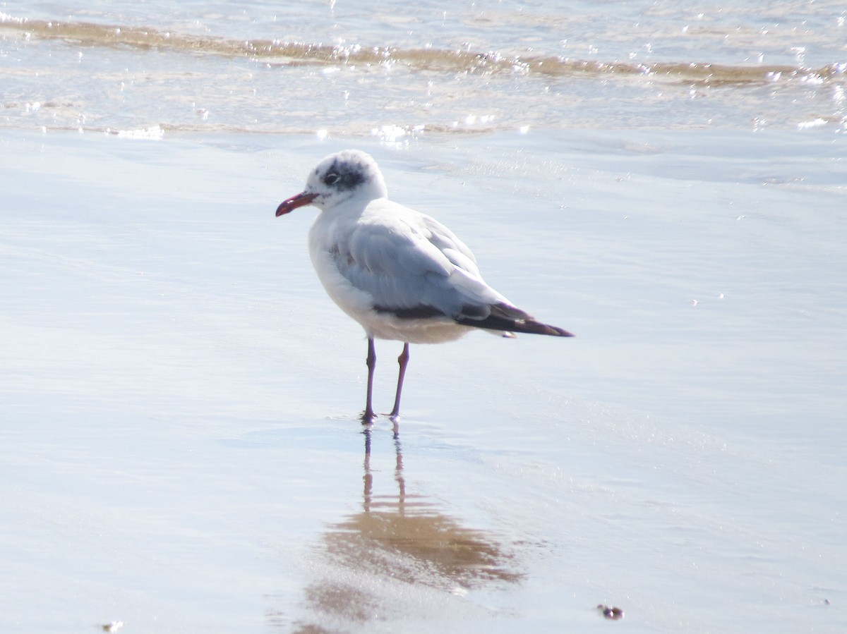 Mediterranean Gull - ML639762538