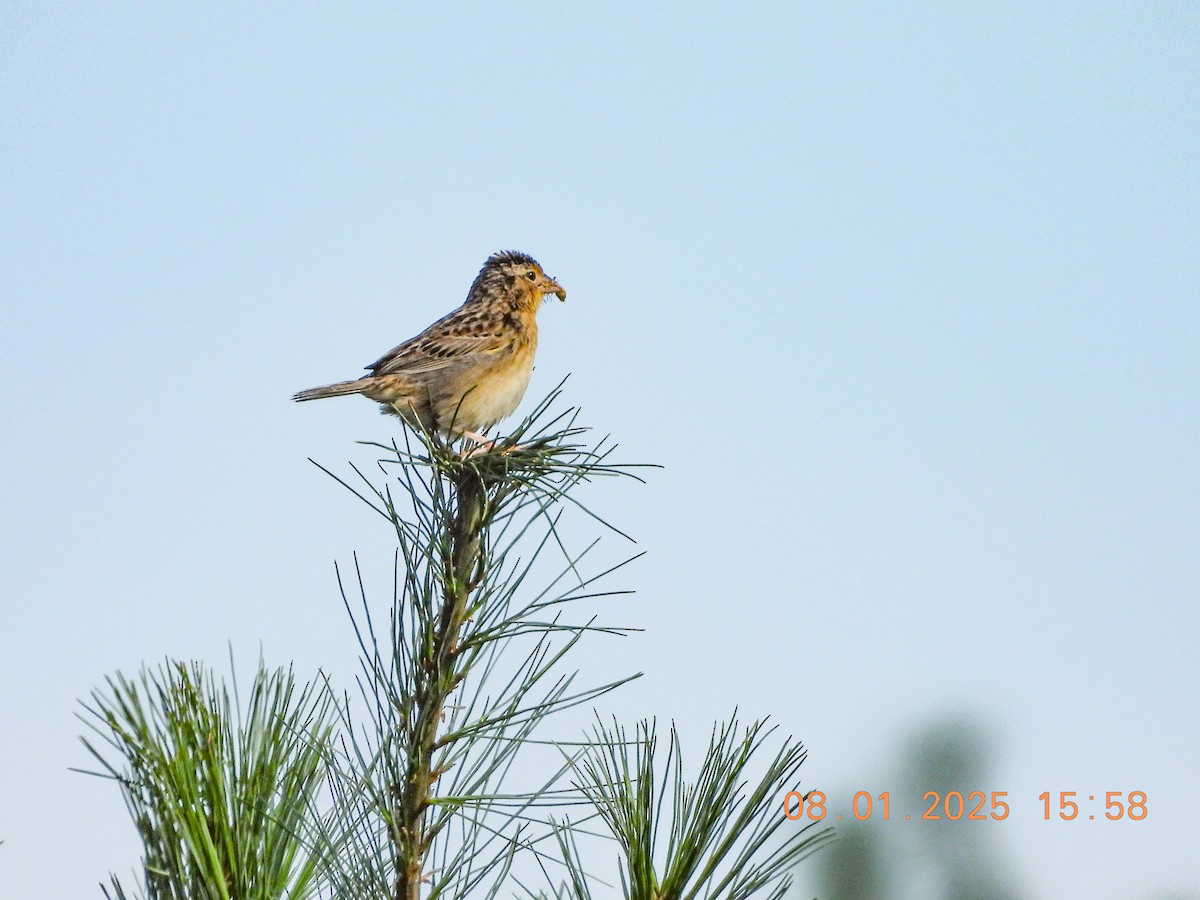 Grasshopper Sparrow - ML639762642